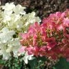 Hydrangea Paniculata Pinky Winky - Hortensia Paniculé 3 Hydrangea Paniculata Pinky Winky - Hortensia Paniculé -Jardin De Fleurs Magasin hydrangea paniculata pinky winky 81555 2