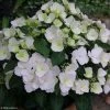 Hortensia - Hydrangea Runaway Bride 2 Hortensia - Hydrangea Runaway Bride -Jardin De Fleurs Magasin hydrangea runaway bride 85487 1