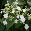 Hortensia Grimpant - Hydrangea Semiola -Jardin De Fleurs Magasin hydrangea semiola 67844 1