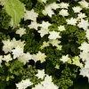 Hortensia - Hydrangea Macrophylla Fireworks White -Jardin De Fleurs Magasin hydrangea macrophylla fireworks white 83183 1