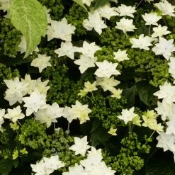 Hortensia - Hydrangea Macrophylla Fireworks White