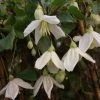 Clématite - Clematis Cirrhosa Jingle Bells 3 Clématite - Clematis Cirrhosa Jingle Bells -Jardin De Fleurs Magasin ilex aquifolium silver queen 87278 1