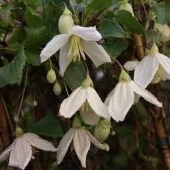 ClÃ©matite - Clematis Cirrhosa Jingle Bells