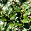 Houx AmÃ©ricain - Ilex Meserveae Heckenstar -Jardin De Fleurs Magasin ilex meserveae heckenstar copyright 872831 1