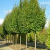 Carpinus Betulus Frans Fontaine - Charme Commun -Jardin De Fleurs Magasin image 2034