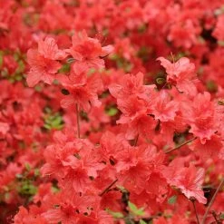 AzalÃ©e Japonaise Orange Beauty - Rhododendron Hybride - Pot De 4L/5L