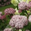 Hortensia Arborescens Sweet Annabelle -Jardin De Fleurs Magasin invincibelle blush 83729 1