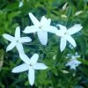 Jasmin Des AÃ§ores - Jasminum Azoricum -Jardin De Fleurs Magasin jasminum azoricum 83639 5