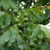 Noyer Commun - Juglans Regia Fernor -Jardin De Fleurs Magasin juglans regia fernor 100368 1