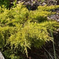 GenÃ©vrier - Juniperus Pfitzeriana Goldkissen