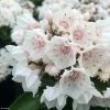 Kalmia Latifolia ZÃ©bulon - Laurier Des Montagnes Blanc NuancÃ© De Rose -Jardin De Fleurs Magasin kalmia Zebulon IF 16338 1