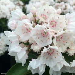 Kalmia Latifolia ZÃ©bulon - Laurier Des Montagnes Blanc NuancÃ© De Rose