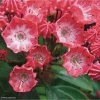 Kalmia Latifolia Pinkobello - Laurier Des Montagnes Rose Vif -Jardin De Fleurs Magasin kalmia latifolia pinkobello 781989 1 1