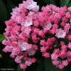 Kalmia Latifolia You Can - Laurier Des Montagnes En Camaieu De Rose -Jardin De Fleurs Magasin kalmia latifolia you can 781987 1