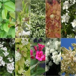 Kit Haie Fleurie Pour Terrains Argileux Ã©co