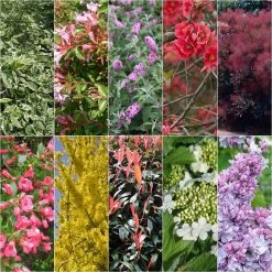 Kit Haie Fleurie Pour Terrains Calcaires Ã©co