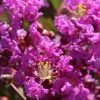 Lagerstroemia Indica Terre Chinoise - Lilas Des Indes -Jardin De Fleurs Magasin lagers terre chinoise b90