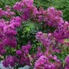 Lagerstroemia Indica Violet D'EtÃ© Indyvio - Lilas Des Indes Violine -Jardin De Fleurs Magasin lagerstroemia indica Violet d Ete indyvio 81391 1