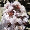 Lagerstroemia Indica Black SolitaireÂ® (Black Diamond) Blush - Lilas Des Indes -Jardin De Fleurs Magasin lagerstroemia indica black solitaire blush 86041 1 1