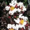 Lagerstroemia Indica Black Solitaire (Black Diamond) Pure White - Lilas Des Indes 2 Lagerstroemia Indica Black Solitaire (Black Diamond) Pure White - Lilas Des Indes -Jardin De Fleurs Magasin lagerstroemia indica black solitaire pure white 86043 1 1