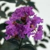 Lagerstroemia Indica Black Solitaire (Black Diamond) Purely Purple - Lilas Des Indes 3 Lagerstroemia Indica Black Solitaire (Black Diamond) Purely Purple - Lilas Des Indes -Jardin De Fleurs Magasin lagerstroemia indica black solitaire purely purple 86044 1 1