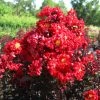 Lagerstroemia Indica Black Solitaire (Black Diamond) Red Hot - Lilas Des Indes -Jardin De Fleurs Magasin lagerstroemia indica black solitaire red hot 86045 1 1