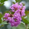 Lagerstroemia Indica Petite Canaille Mauve - Lilas Des Indes Mauve -Jardin De Fleurs Magasin lagerstroemia indica mauve 781975 1