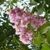 Lagerstroemia Indica Mauve - Lilas Des Indes 2 Lagerstroemia Indica Mauve - Lilas Des Indes -Jardin De Fleurs Magasin lagerstroemia indica rose ld abbamouse 7623 1