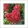 Lagerstroemia Indica Rubra - Lilas Des Indes 2 Lagerstroemia Indica Rubra - Lilas Des Indes -Jardin De Fleurs Magasin lagerstroemia indica rubra 85978 1