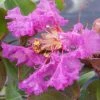 Lagerstroemia Indica Summer Beauty Centennial - Lilas Des Indes -Jardin De Fleurs Magasin lagerstroemia indica summer beauty centennial 85956 1