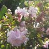 Lagerstroemia Indica Summer Beauty Hope - Lilas Des Indes 3 Lagerstroemia Indica Summer Beauty Hope - Lilas Des Indes -Jardin De Fleurs Magasin lagerstroemia indica summer beauty hope 85957 1