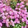 Lagerstroemia Indica Summer Beauty Ozark Spring - Lilas Des Indes -Jardin De Fleurs Magasin lagerstroemia indica summer beauty ozark spring 85958 1