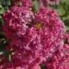 Lagerstroemia Indica Summer Beauty Velma's Royal Delight - Lilas Des Indes -Jardin De Fleurs Magasin lagerstroemia indica summer beauty velma s royal delight 85959 1