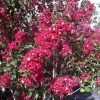 Lagerstroemia Indica Summer Charm Arapaho - Lilas Des Indes -Jardin De Fleurs Magasin lagerstroemia indica summer charm arapaho 85953 1
