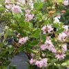 Lagerstroemia Indica Summer Charm Hopi - Lilas Des Indes -Jardin De Fleurs Magasin lagerstroemia indica summer charm hopi 85954 1