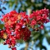 Lagerstroemia Indica Summer Charm Tuscarora - Lilas Des Indes -Jardin De Fleurs Magasin lagerstroemia indica summer charm tuscarora 85955 1
