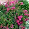 Lagerstroemia Mimie Fuchsia - Lilas De Indes Couvre-sol -Jardin De Fleurs Magasin lagerstroemia mimie fuchsia 85803 1