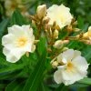 Laurier Rose Luteum Plenum - Nerium Oleander -Jardin De Fleurs Magasin laurier rose luteum plenum nerium oleander copyright 870561 1