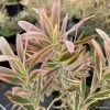 Leucadendron Jester -Jardin De Fleurs Magasin leucadendron Jester IF 16677 1