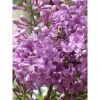 Lilas - Syringa Chinensis Saugeana -Jardin De Fleurs Magasin lilas saugeana 3922