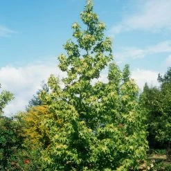 Liquidambar Styraciflua Thea - Copalme D'AmÃ©rique