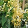 ChÃ¨vrefeuille - Lonicera Similis Var. Delavayi -Jardin De Fleurs Magasin lonicera delavayi 681452 1