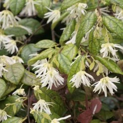 Loropetalum Chinense - LoropÃ©tale De Chine