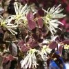 Loropetalum Chinense Ruby Snow -Jardin De Fleurs Magasin loropetalum chinense ruby snow 86120 1