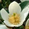 Magnolia Dianica Summer Snowflake - Michelia -Jardin De Fleurs Magasin magnolia dianica summer sunflake 84158 3