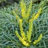 Mahonia Soft Caress - Mahonia Hybride -Jardin De Fleurs Magasin mahonia soft caress 0525 1