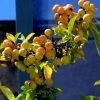 Pommier D'ornement - Malus Golden Hornet 2 Pommier D'ornement - Malus Golden Hornet -Jardin De Fleurs Magasin malus golden hornet 80068 3