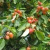 Pommier D'ornement - Malus John Downie -Jardin De Fleurs Magasin malus john downie 1001522 1