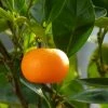Mandarinier - Citrus Deliciosa - Agrumes 3 Mandarinier - Citrus Deliciosa - Agrumes -Jardin De Fleurs Magasin mandarinier 4