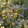 MÃ©lange De Fleurs Pour Prendre Soin Des Auxiliaires -Jardin De Fleurs Magasin melange auxiliaire de culture 70010